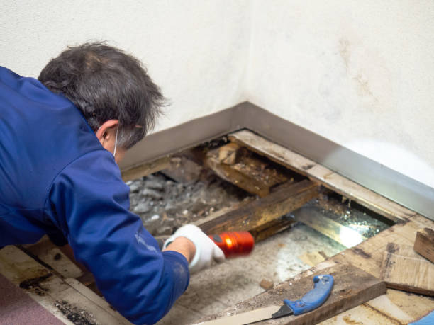 Best Commercial Mold Removal  in West Siloam Springs, OK