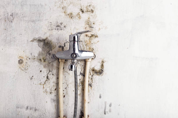 Best Mold Remediation  in West Siloam Springs, OK