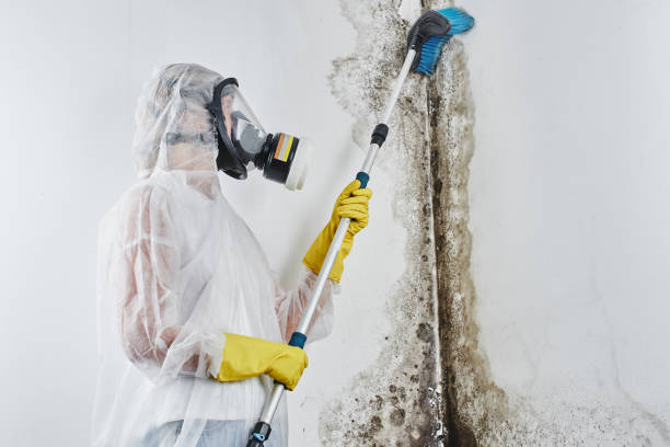 Best Mold Removal Company Near Me  in West Siloam Springs, OK