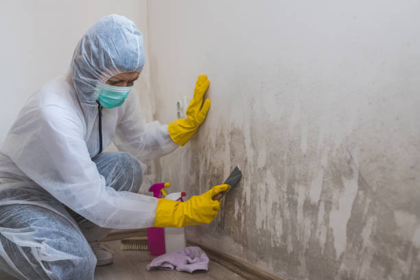 Attic Mold Removal in West Siloam Springs, OK