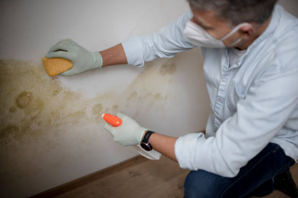 Best Black Mold Removal  in West Siloam Springs, OK
