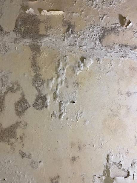 Professional Mold Removal in West Siloam Springs, OK