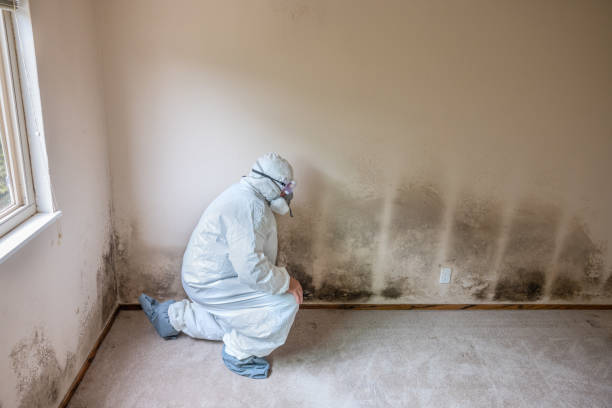 Best Local Mold Removal Service  in West Siloam Springs, OK